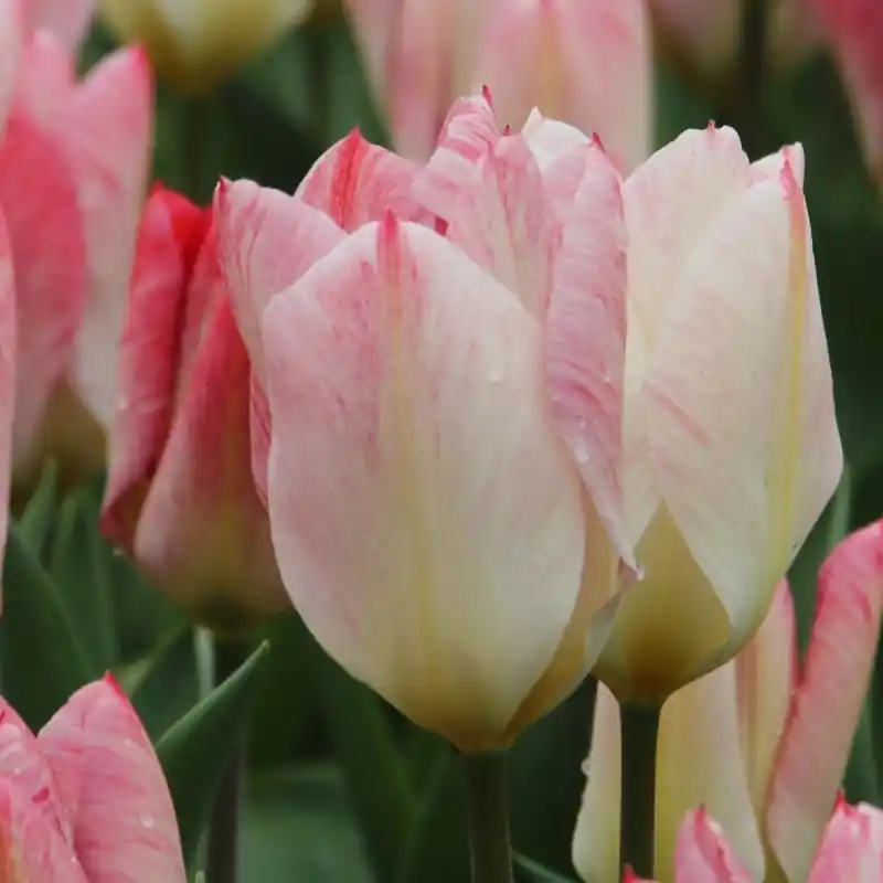 Tulipa ‘Flaming Purissima‘ | Voordeelprijs