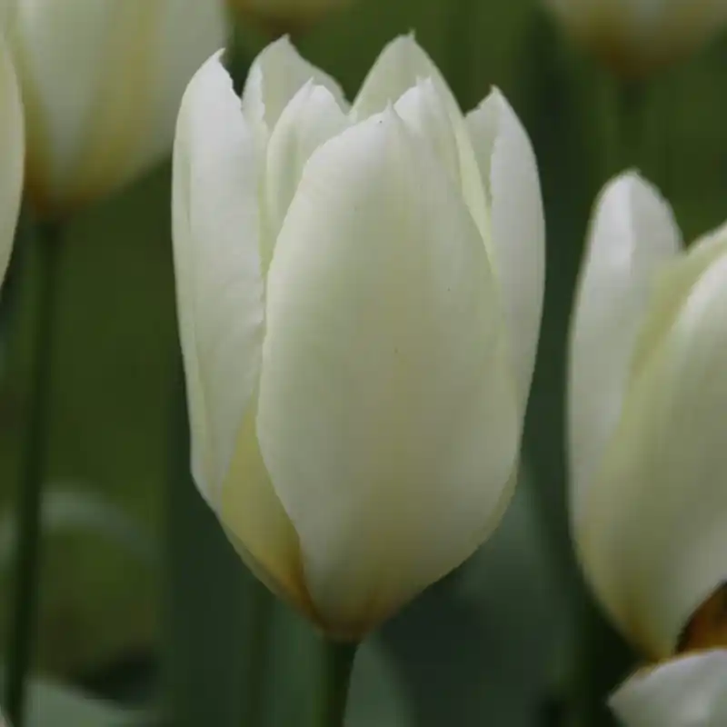 Tulipa ‘Purissima‘ - Net toegevoegd