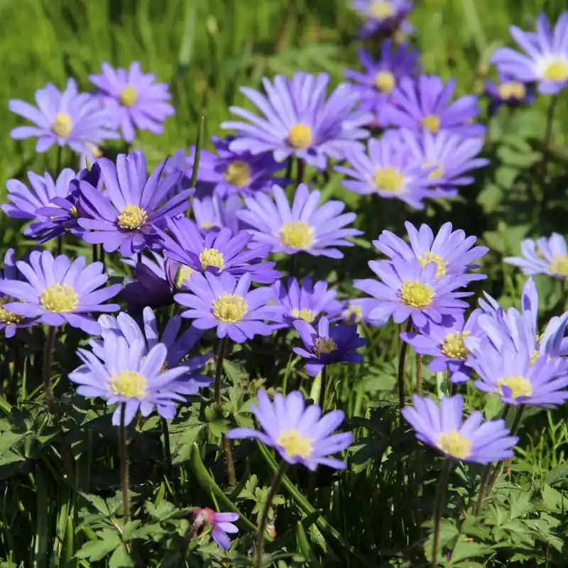 Extra voordeel | Anemone blanda ‘Blue Shades‘ -grootverbruik-