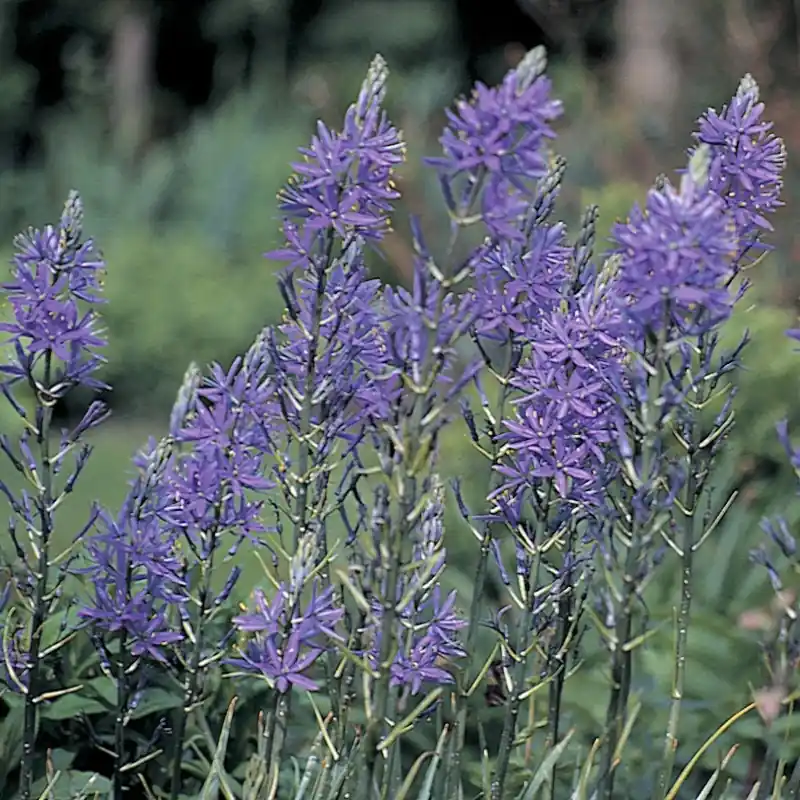 Uitverkoop | Camassia quamash -grootverbruik-