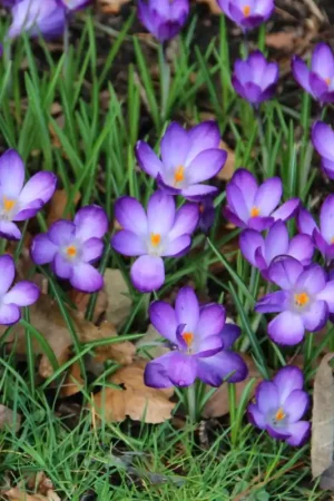 Aanbieding loopt bijna af | Crocus tommasinianus ‘Ruby Giant‘ -grootverbruik-