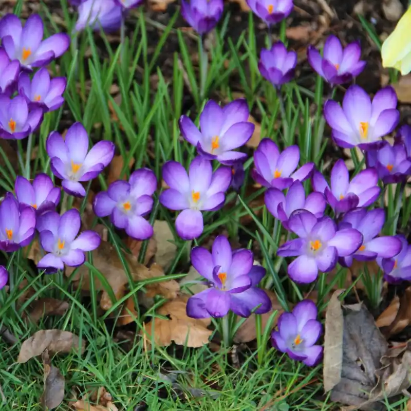 Aanbieding loopt bijna af | Crocus tommasinianus ‘Ruby Giant‘ -grootverbruik-