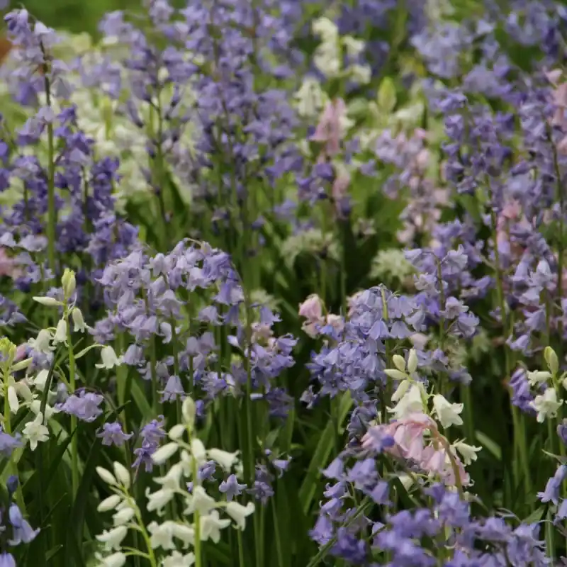 Direct kopen - Hyacinthoides hispanica -mix- -grootverbruik-