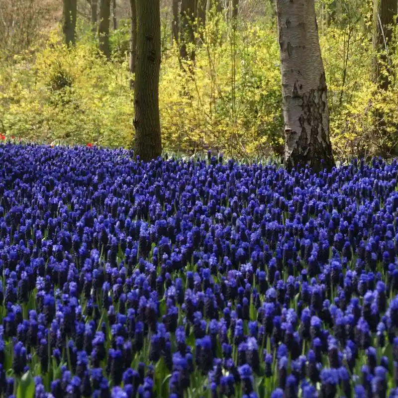 Net binnen - Muscari latifolium -grootverbruik-