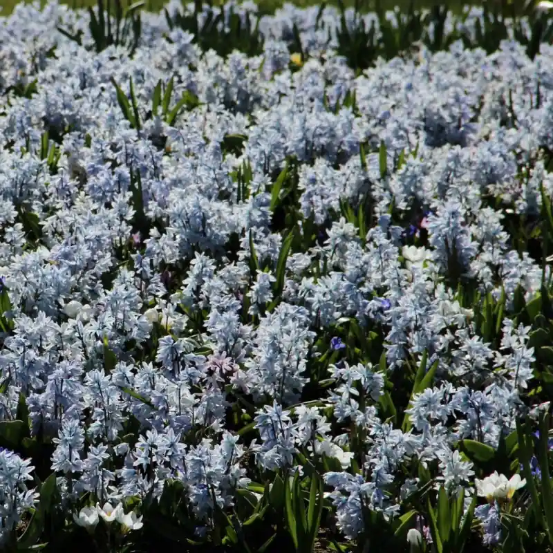 Puschkinia scilloides var. libanotica -grootverbruik- - Extra korting