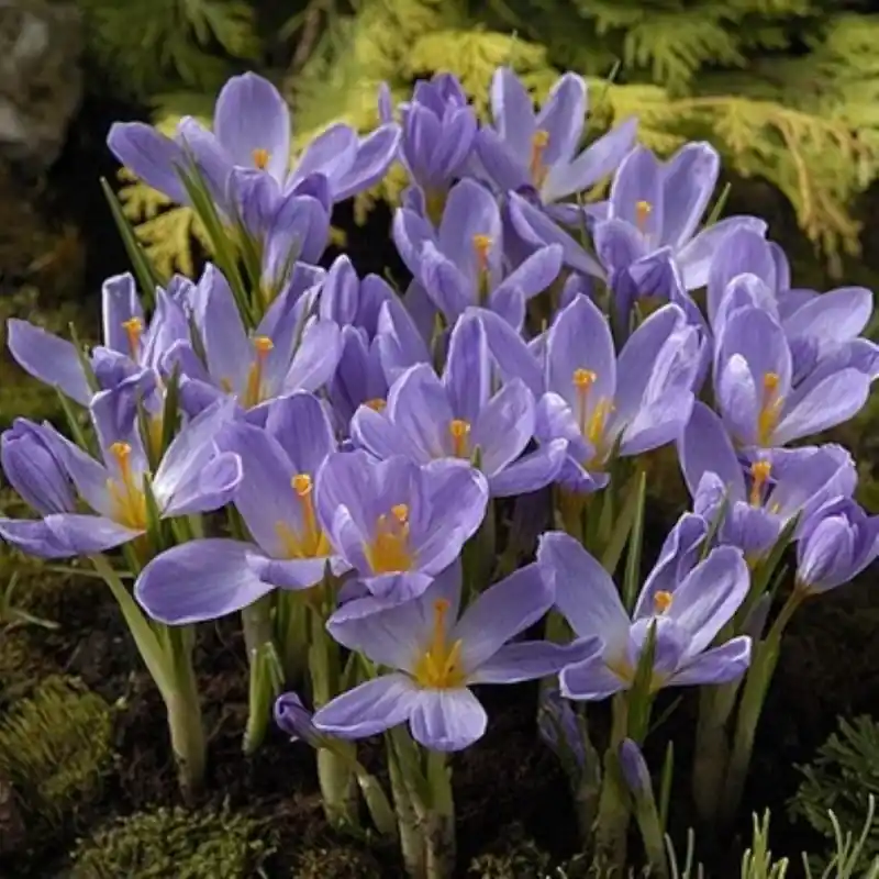 Expreslevering | Crocus kosaninii ‘April View‘