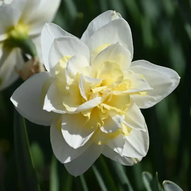 Narcissus ‘Poolster‘ | Shop nu