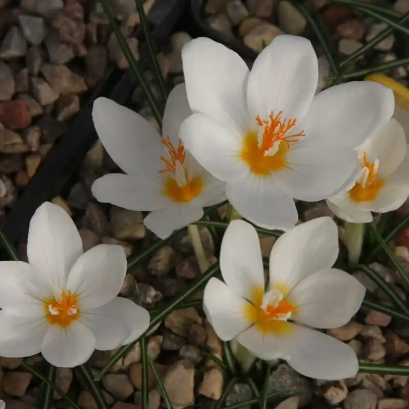 Crocus boryi | Speciale deal