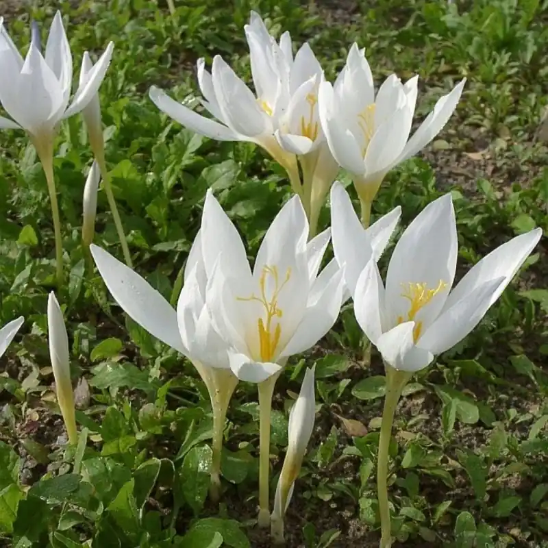 Veel voordeel - Crocus speciosus subsp. speciosus ‘Albus‘