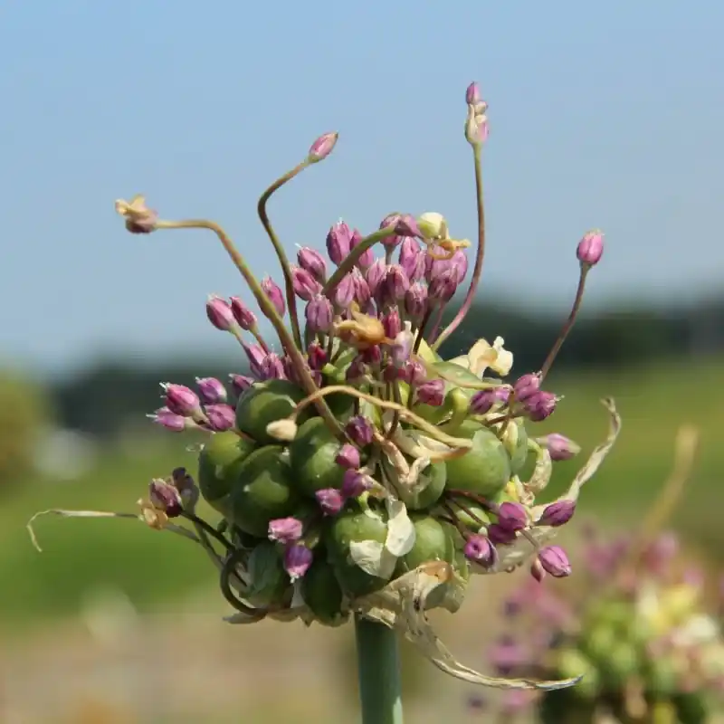 Allium ampeloprasum ‘Green Drops‘ - Koop vandaag