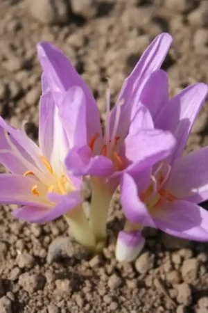 Aanrader - Colchicum x ‘Lysimachus‘