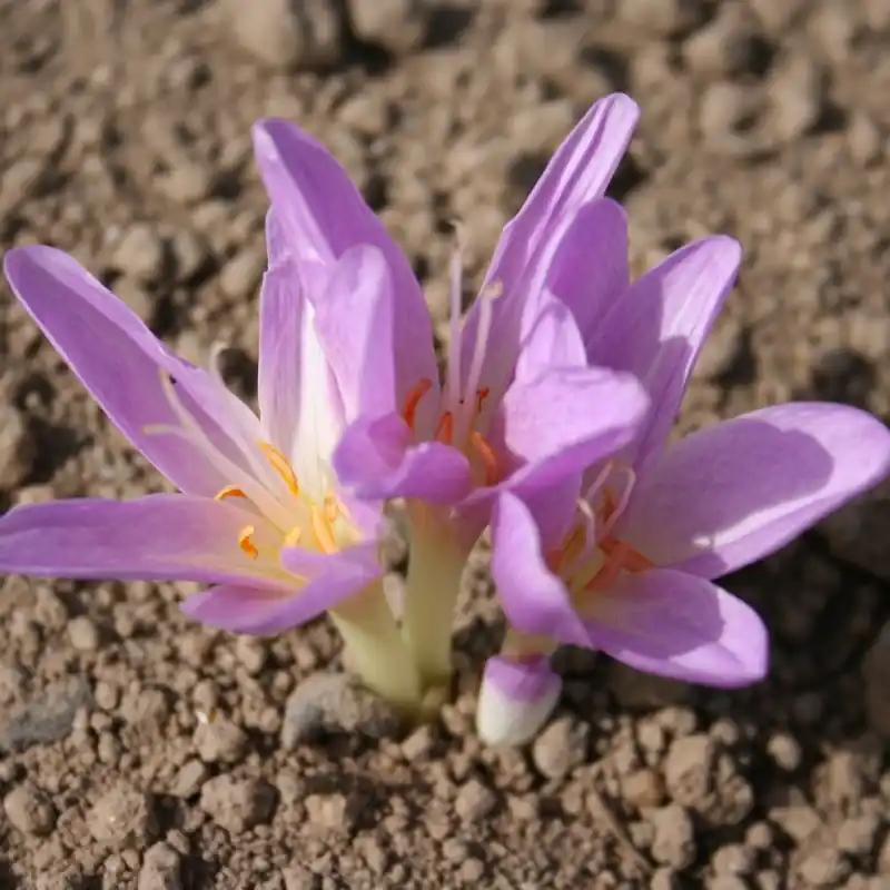 Aanrader - Colchicum x ‘Lysimachus‘