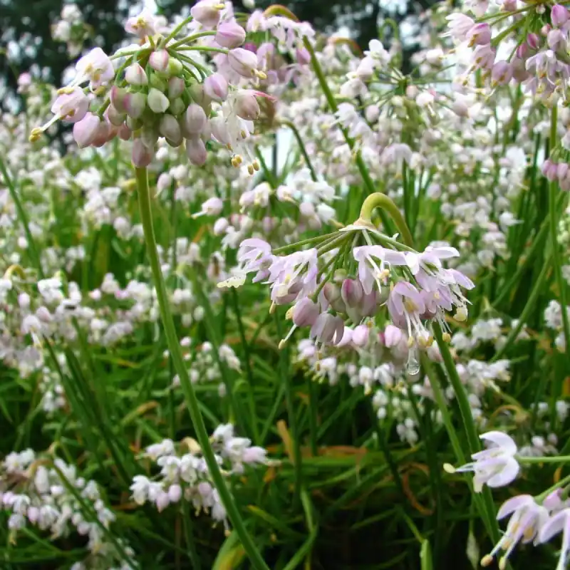 Superprijs | Allium cernuum ‘White Max‘