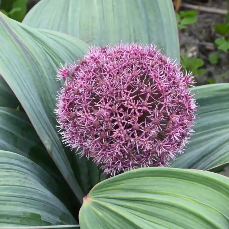 Hoge kwaliteit - Allium karataviense ‘Red Giant Star‘