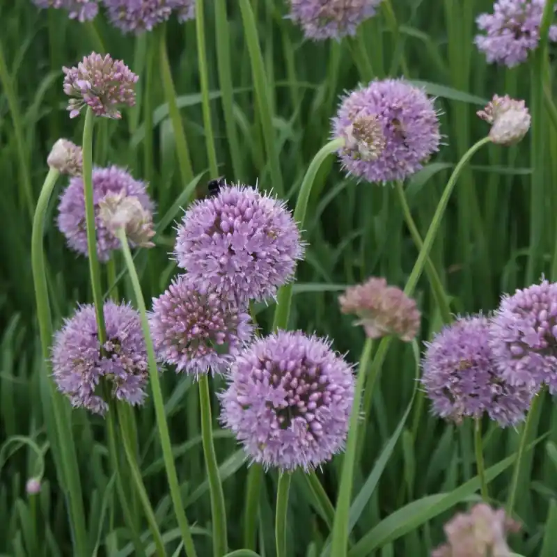 Allium nutans ‘Caroline‘ | Nog maar enkele beschikbaar