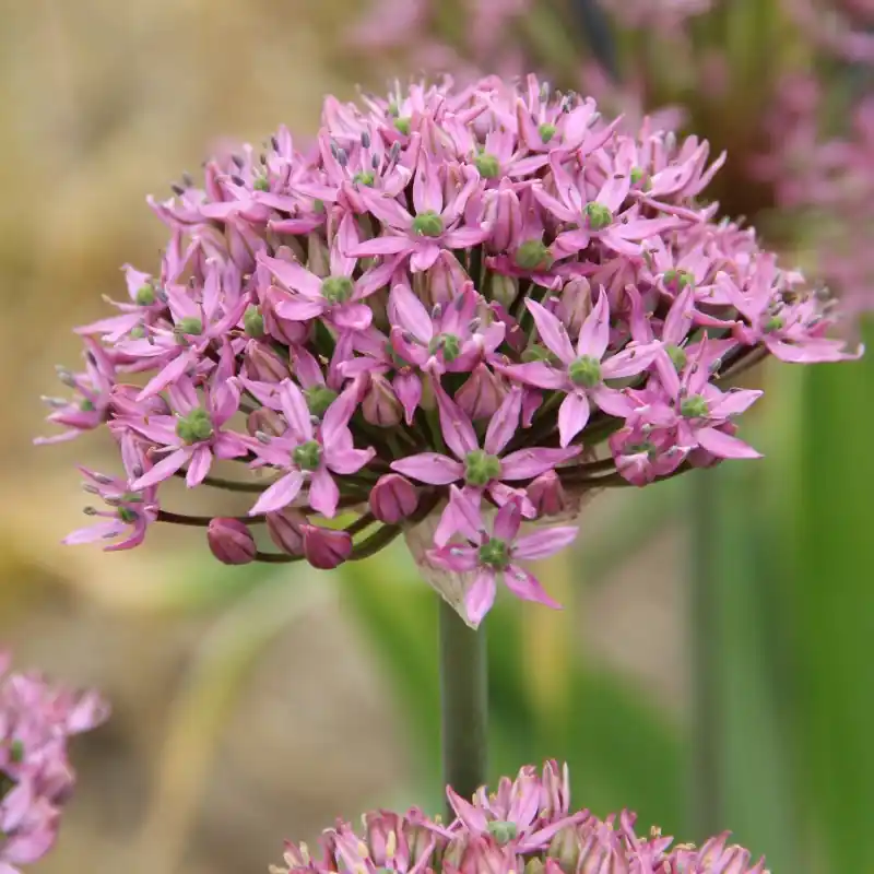 Allium nigrum ‘Pink Jewel‘ | Nieuw binnengekomen
