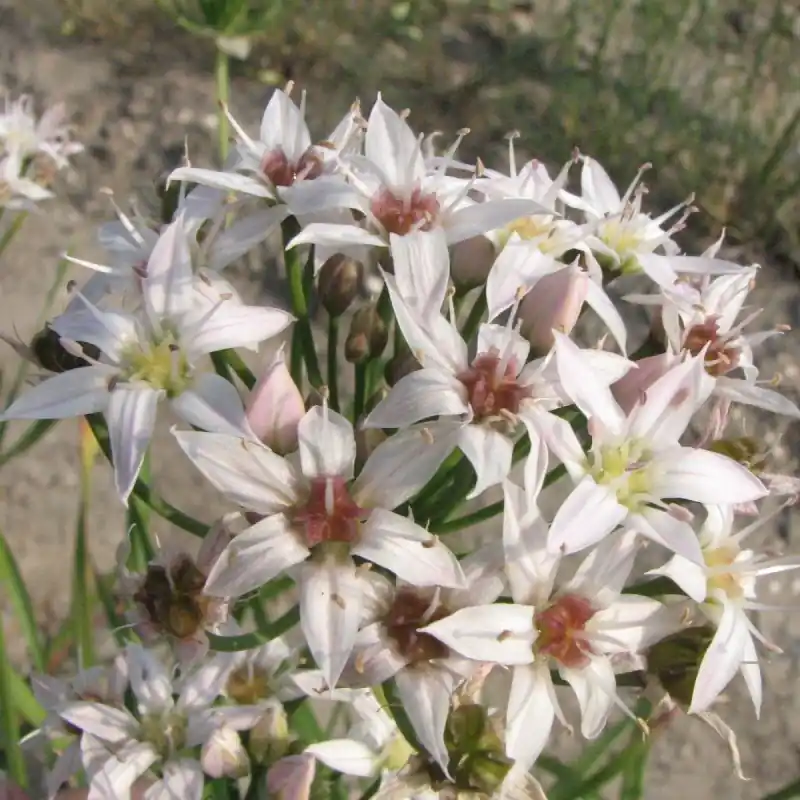 Allium plummerae - Meest verkocht