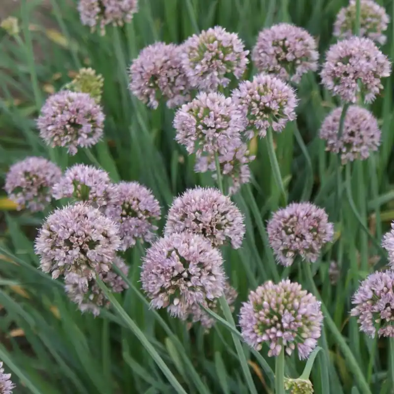 Bestelbaar - Allium senescens ‘Meise‘