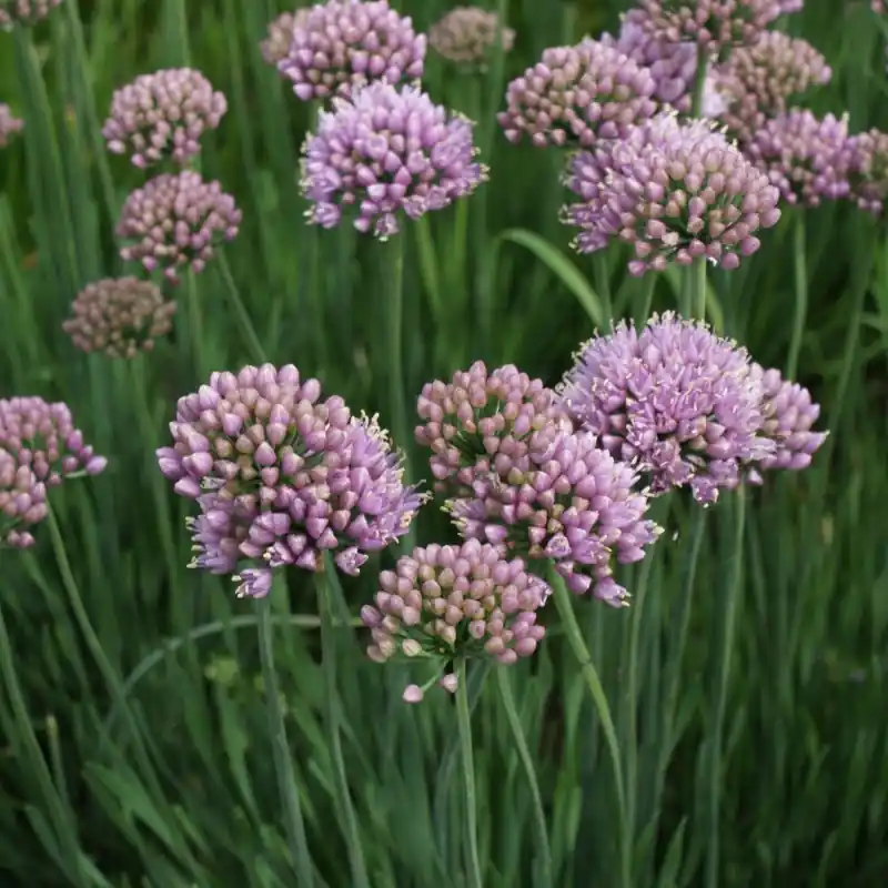 Allium senescens ‘Lisa Blue‘ | Zolang de voorraad strekt