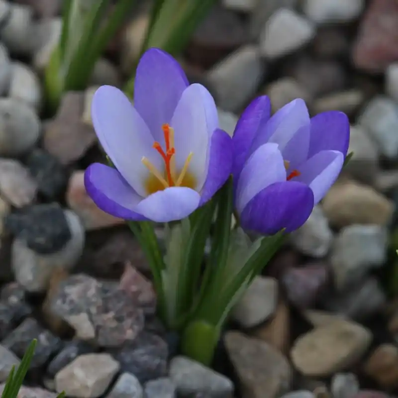 Nieuw binnen | Crocus biflorus subsp. tauri