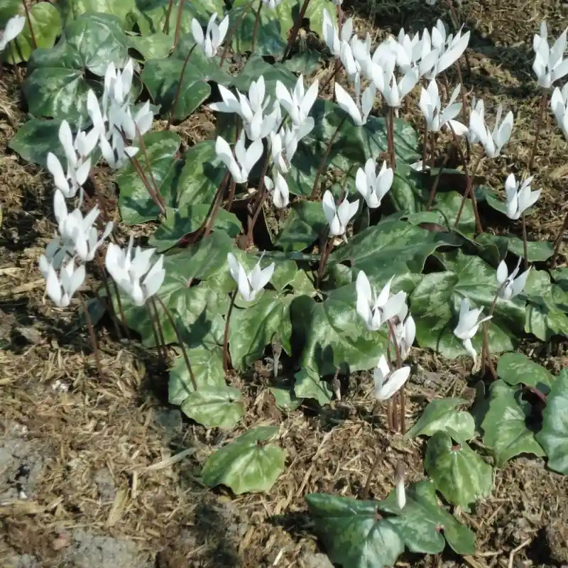 Aanrader | Cyclamen repandum subsp. peloponnesiacum ‘Album‘