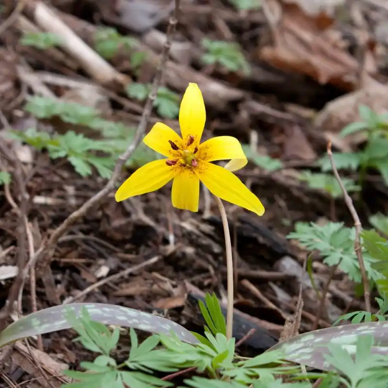 Koopje - Erythronium americanum