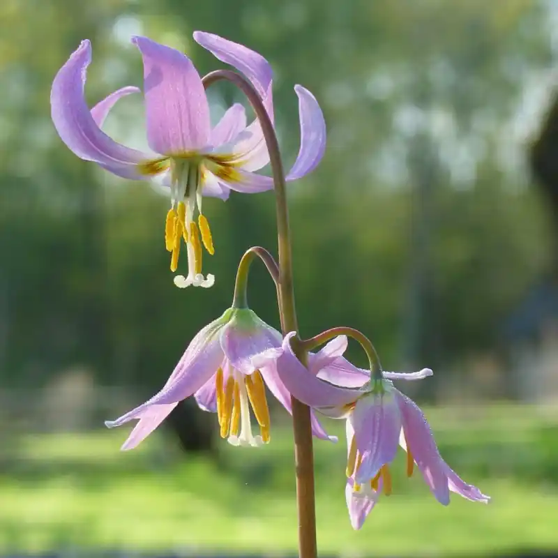 Net gelanceerd | Erythronium x revolutum ‘Kinfauns Pink‘