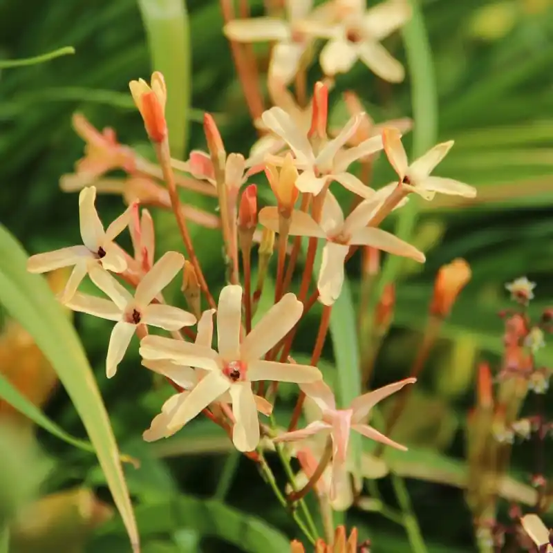 Bespaar meer | Ixia paniculata ‘Eos‘