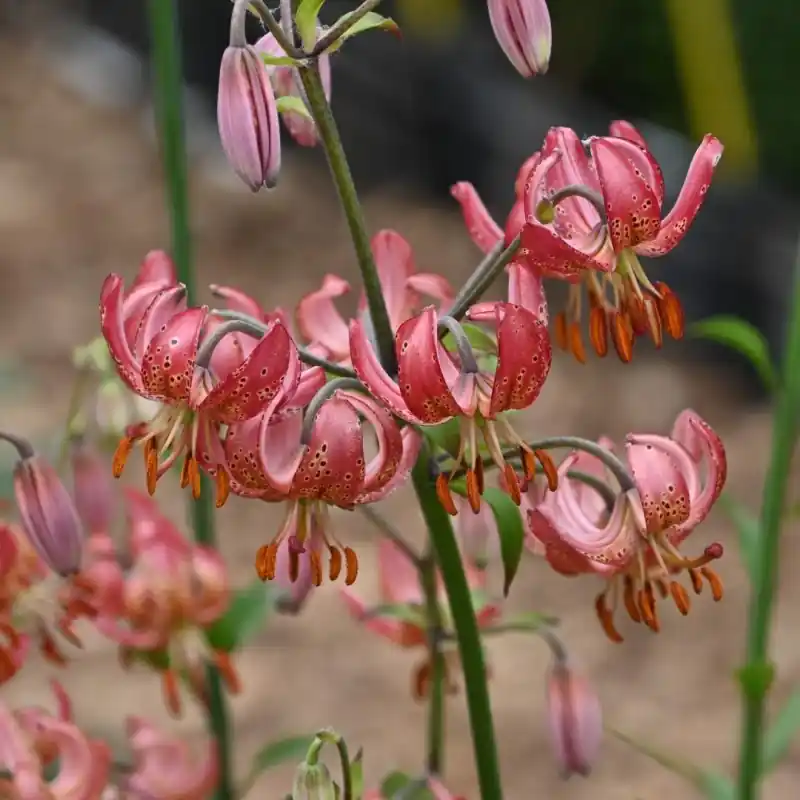 Lilium martagon ‘Manitoba Morning‘ | Speciale aanbieding