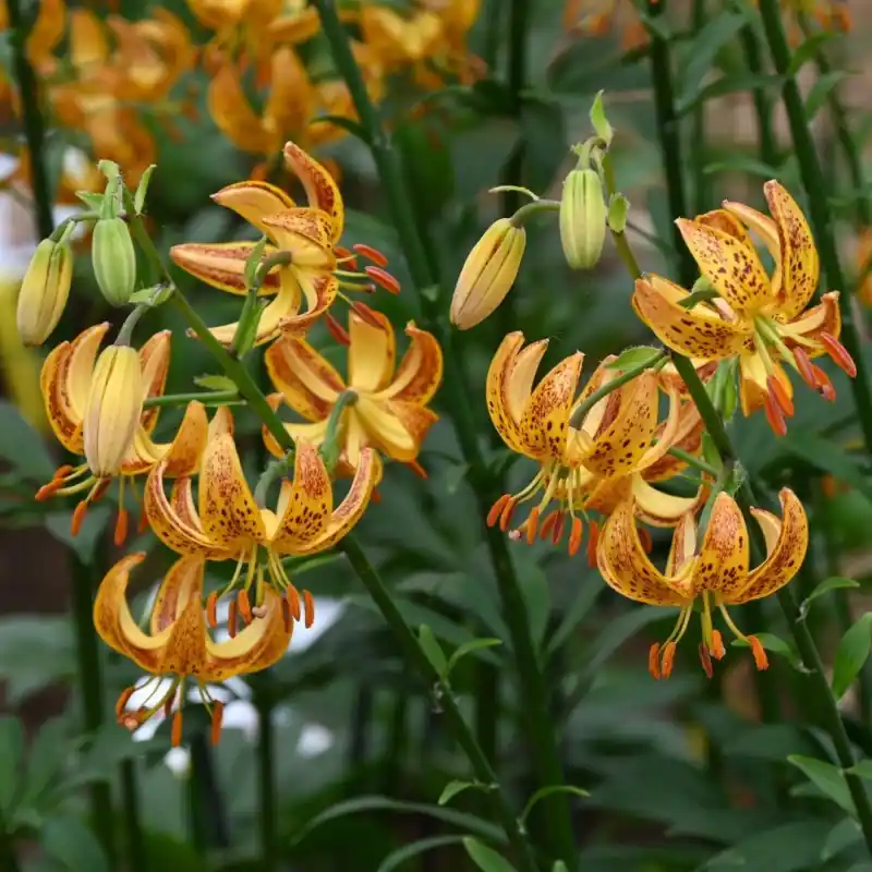 Wees er snel bij - Lilium martagon ‘Sunny Morning‘