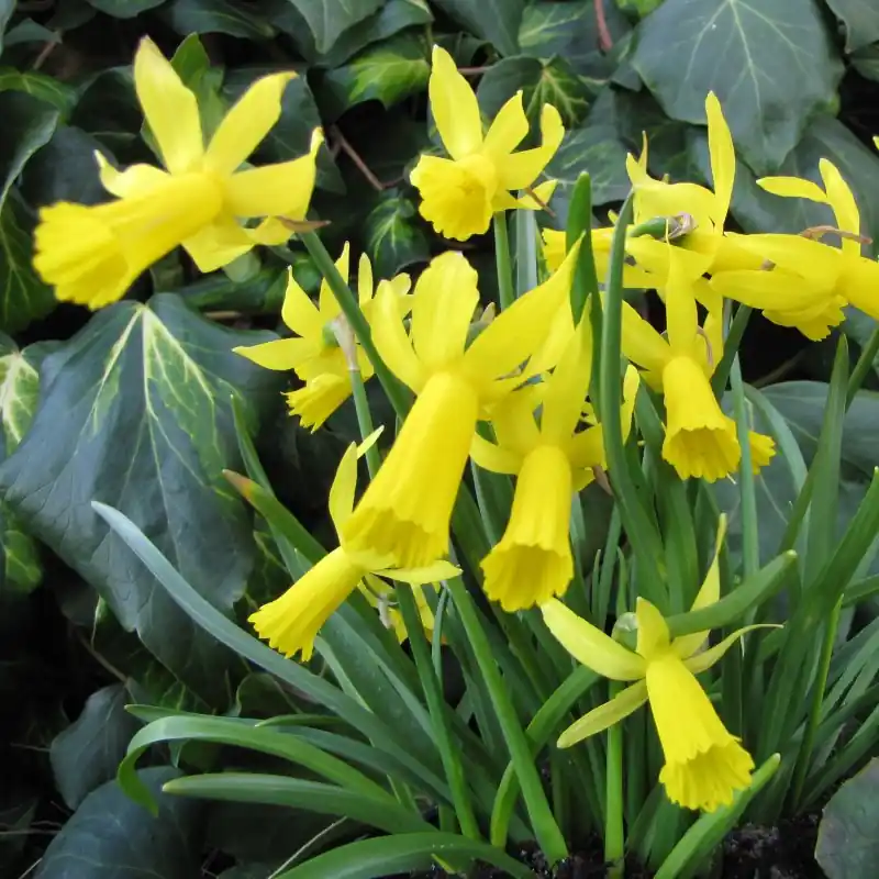 Narcissus ‘Mite‘ - Uitverkoop