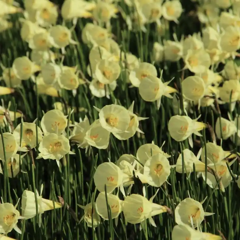 Narcissus ‘Spoirot‘ | Zeer goed beoordeeld