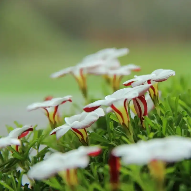 Gratis retourneren - Oxalis versicolor