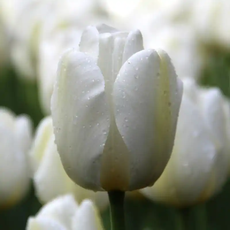 Professionele kwaliteit | Tulipa ‘Angels Wish‘