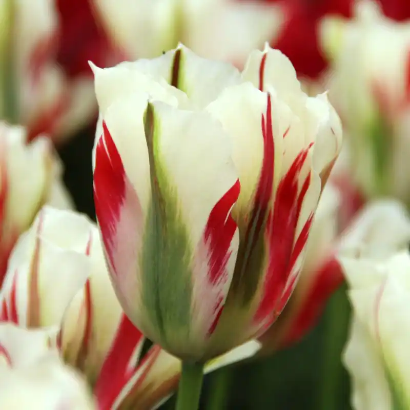 Op voorraad - Tulipa ‘Flaming Springgreen‘