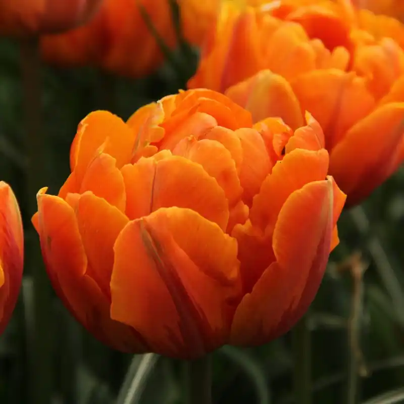 Tulipa ‘Orange Princess‘ | Direct van de fabrikant