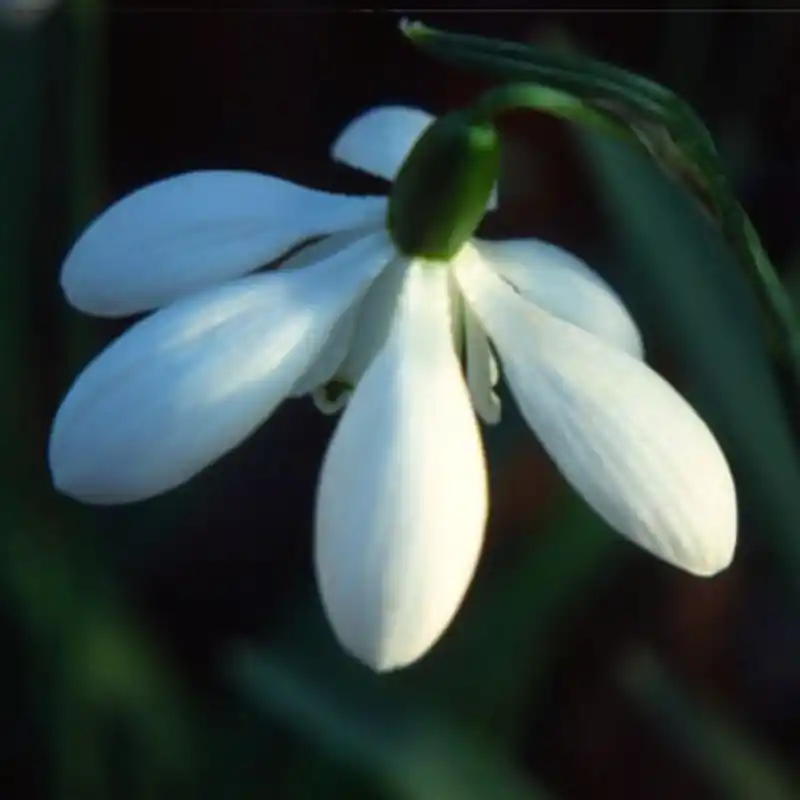 Galanthus ‘Mrs Thompson‘ - Laatste dagen