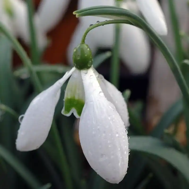 Galanthus ‘Little Ben‘ | Dagdeal