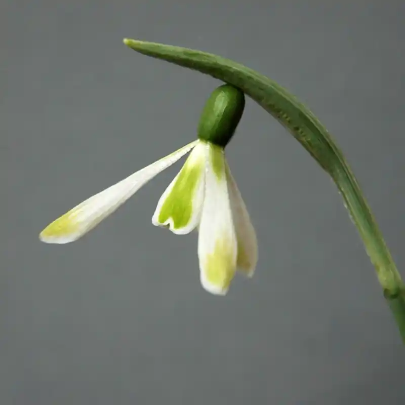 Scherpe prijs | Galanthus ‘Modern Art‘