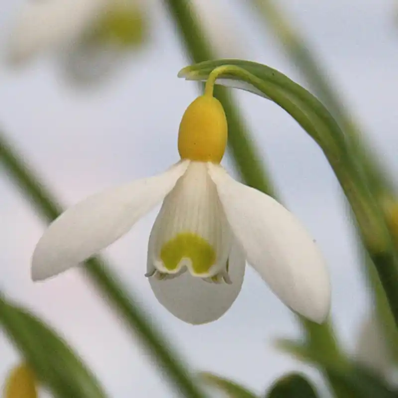 Galanthus ‘Primrose Warburg‘ | Veel gekozen