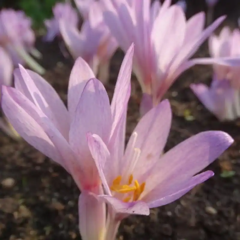 Colchicum davisii - Scherp geprijsd