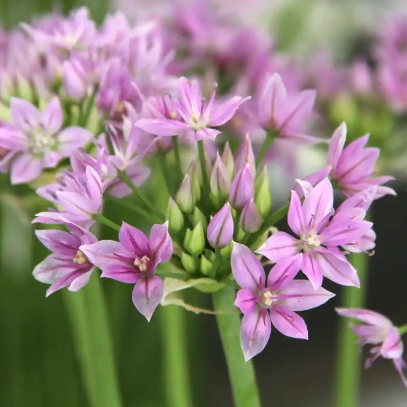 Bespaar meer - Allium unifolium ‘Eros‘