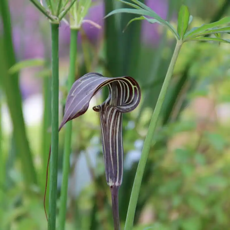 Beperkte voorraad | Arisaema ciliatum var. liubaense