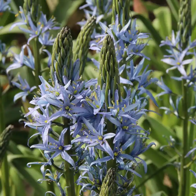 Camassia ‘Blue Candle‘ - Alleen deze week