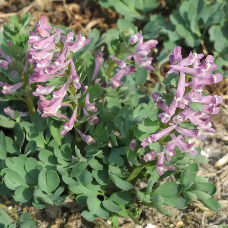 Corydalis caucasica | Flitsaanbieding