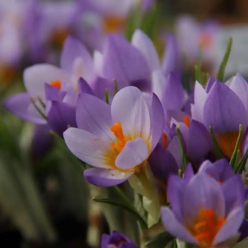 Crocus sieberi ‘Firefly‘ | Bijna uitverkocht