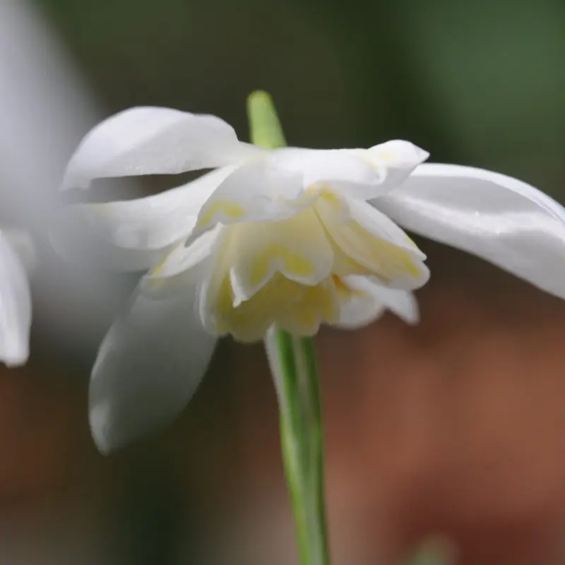 Meest verkocht - Galanthus ‘Lady Elphinstone‘