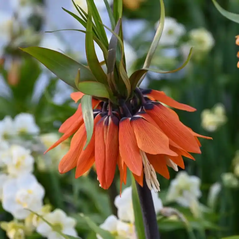 Fritillaria ‘Orange Beauty‘ | Fabrieksprijs