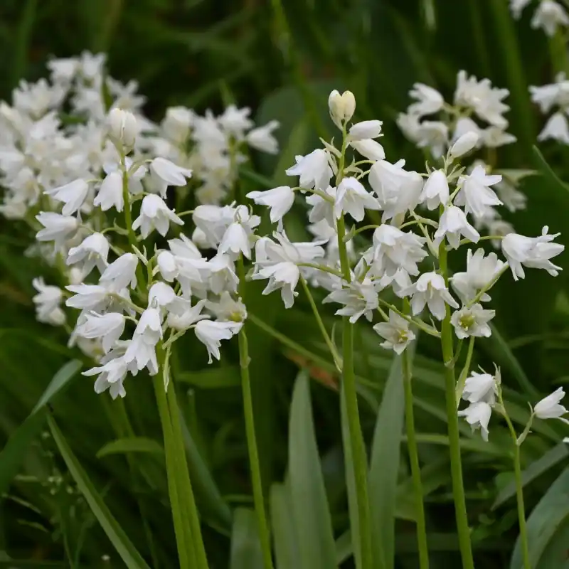 Hyacinthoides hispanica ‘Alba Maxima‘ - Veel voordeel