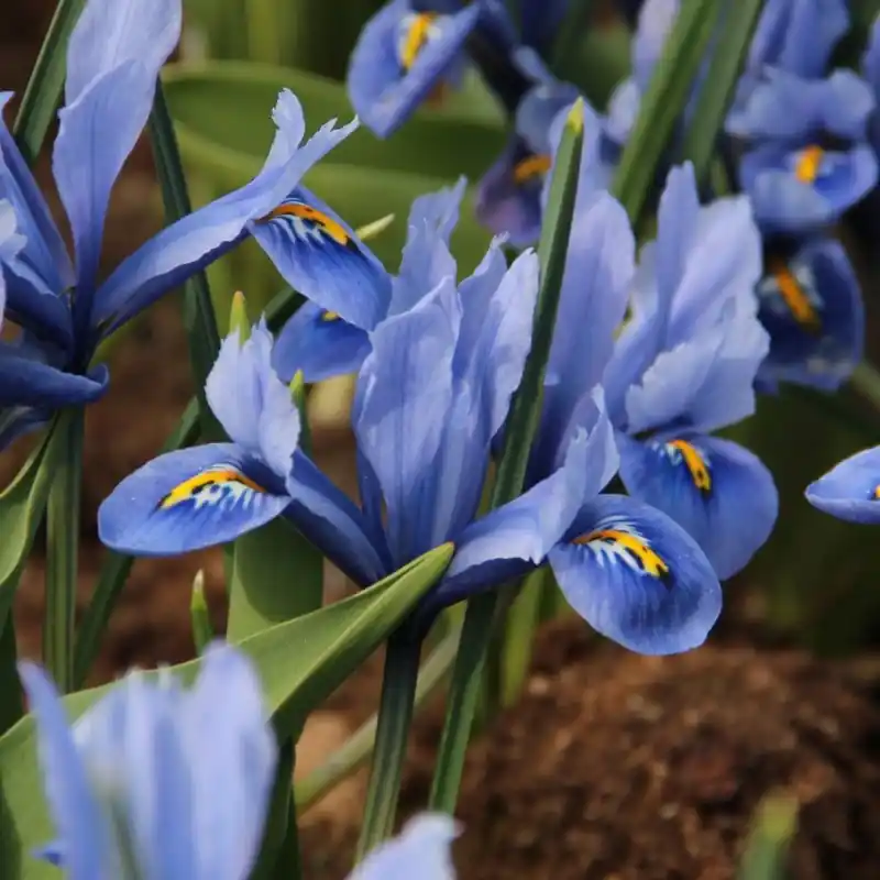 Alleen vandaag - Iris reticulata ‘Alida‘
